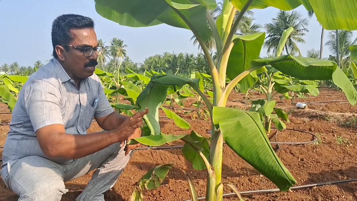 Banana Plantation Advisory and Stem Borer Protection