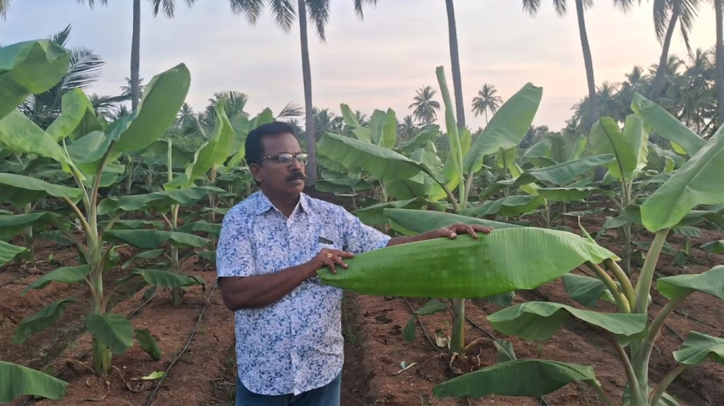 On-Field Inspection and Leaf Health Diagnosis