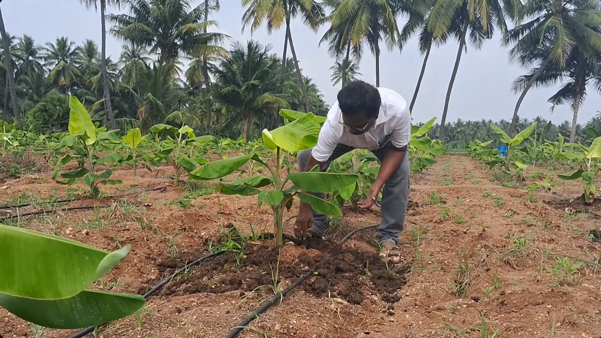 Soil Nutrition & Rhizome Care Advisory